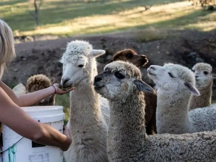 Sixth view of Homely rural property listing, 594 Pyramul Road, Windeyer NSW 2850