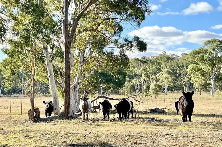 Main view of Homely rural property listing, 3814 Oallen Ford Road, Windellama NSW 2580