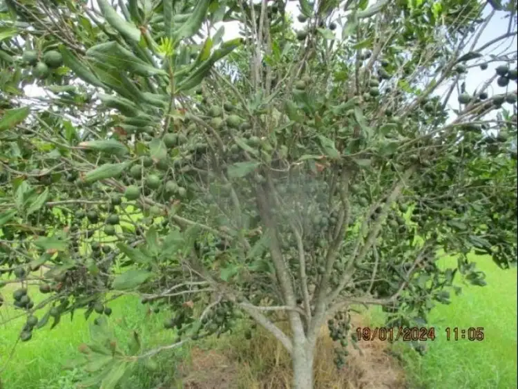 Third view of Homely rural property listing, Lot 6 Eardleys Road, Welcome Creek QLD 4670
