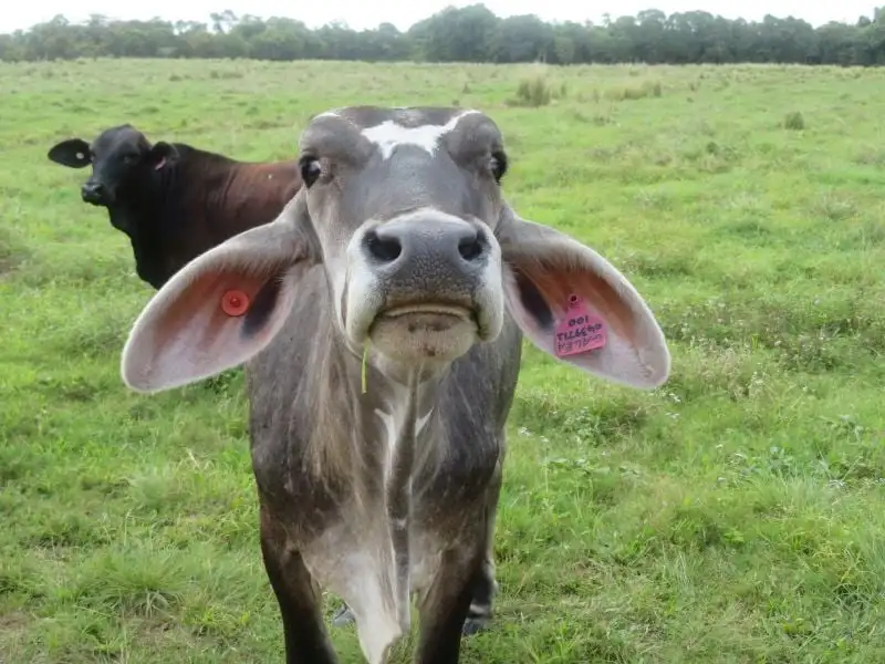 Main view of Homely land listing, 85 Gundah Singh Road, Innisfail QLD 4860