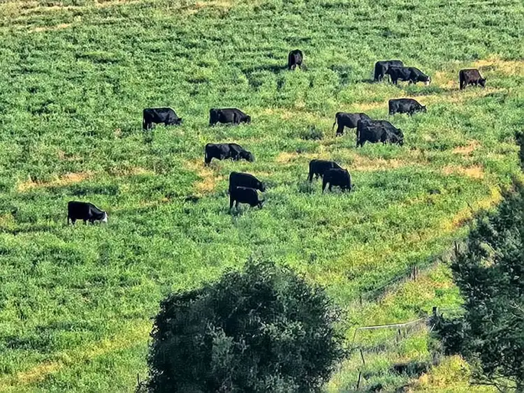 Fourth view of Homely rural property listing, 97 Fry's Lane, White Rock NSW 2795