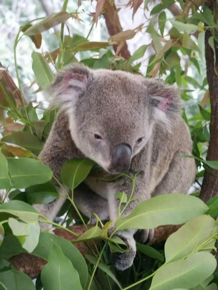Third view of Homely rural property listing, Lot 167 Haden Crows Nest Road, Plainby QLD 4355