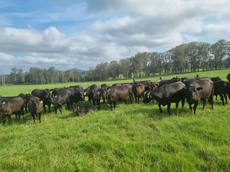 Fourth view of Homely rural property listing, 43 Weismantle Street, Wauchope NSW 2446