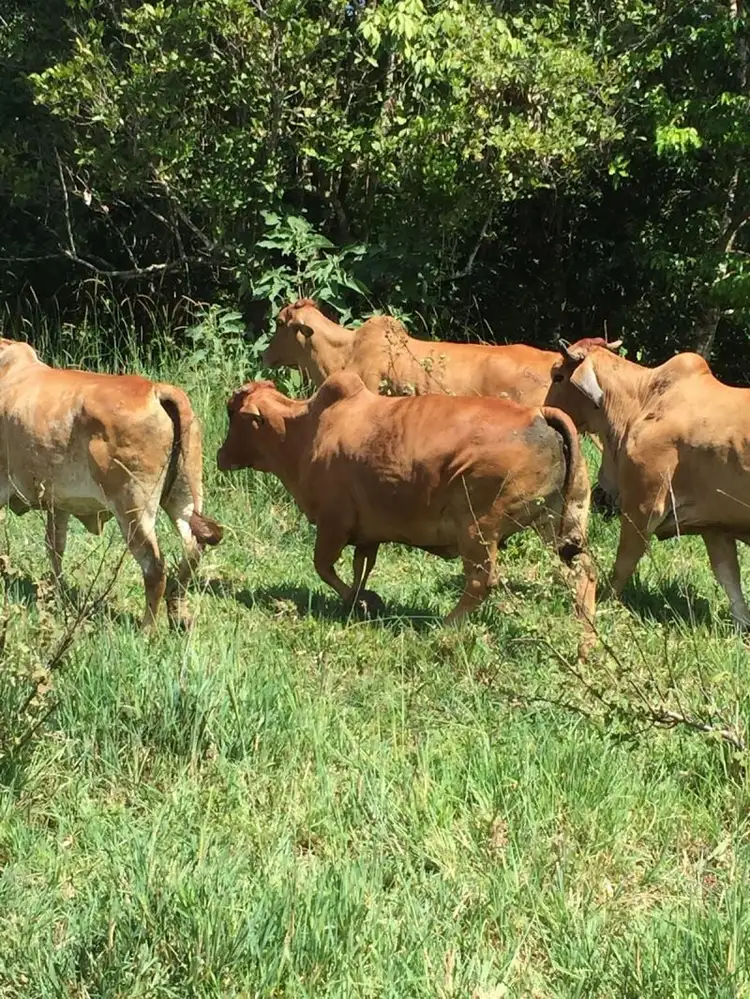 Sixth view of Homely rural property listing, 659 Middlebrook Road, Millaa Millaa QLD 4886