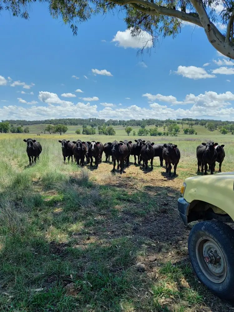 Second view of Homely rural property listing, 325 Toorawandi Road, Ulamambri NSW 2357
