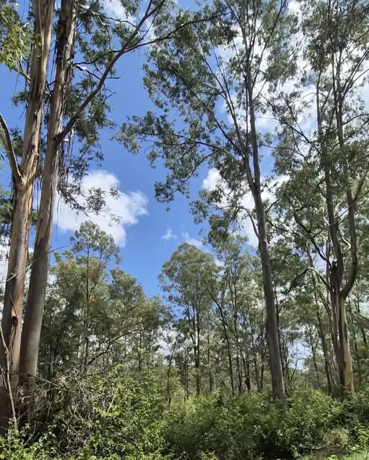 Fifth view of Homely land listing, 40 Maguire Road, Wattle Camp QLD 4615