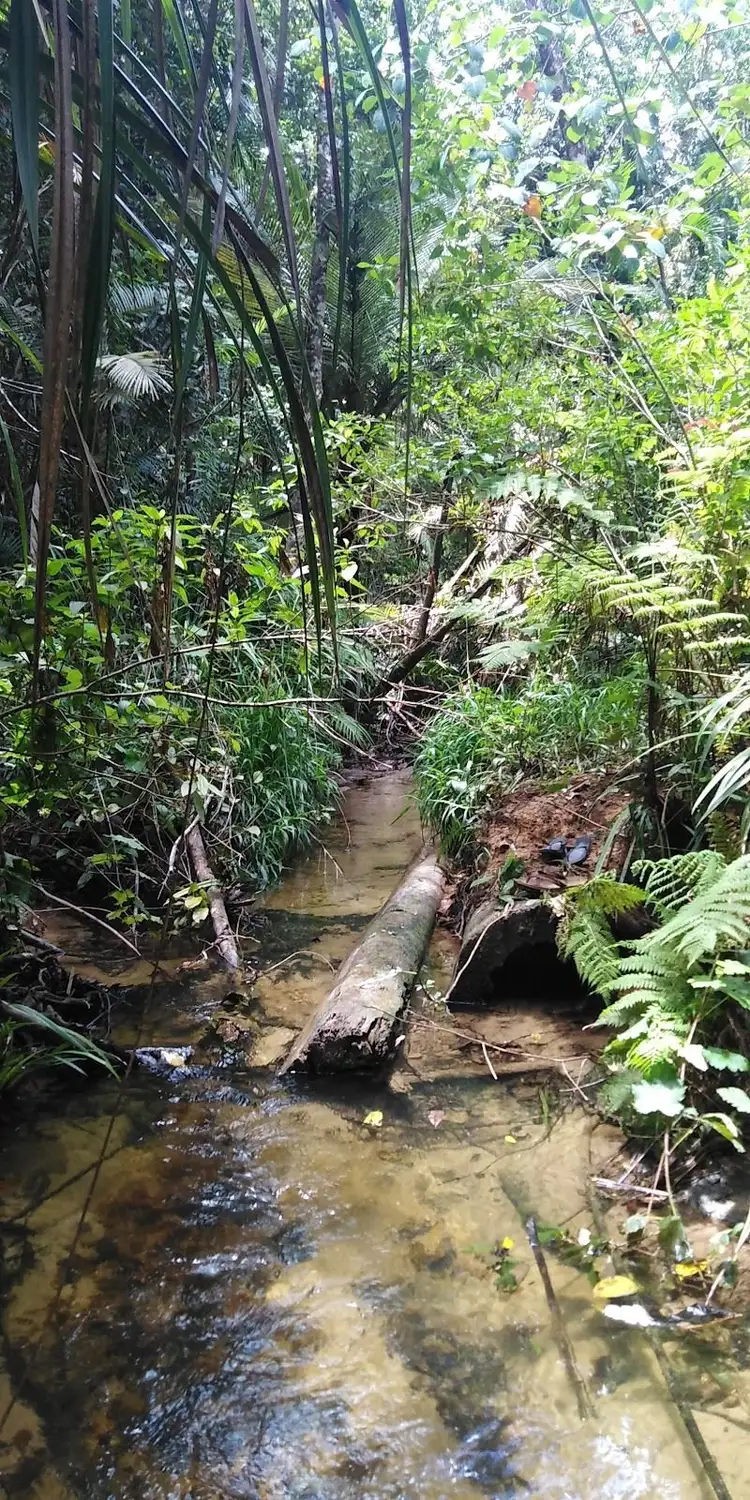 Sixth view of Homely land listing, Lot 213 Kelly Road, Ellinjaa QLD 4886