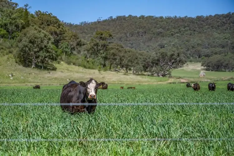 Seventh view of Homely rural property listing, 386 Ferndale Road, Yarrawa NSW 2328