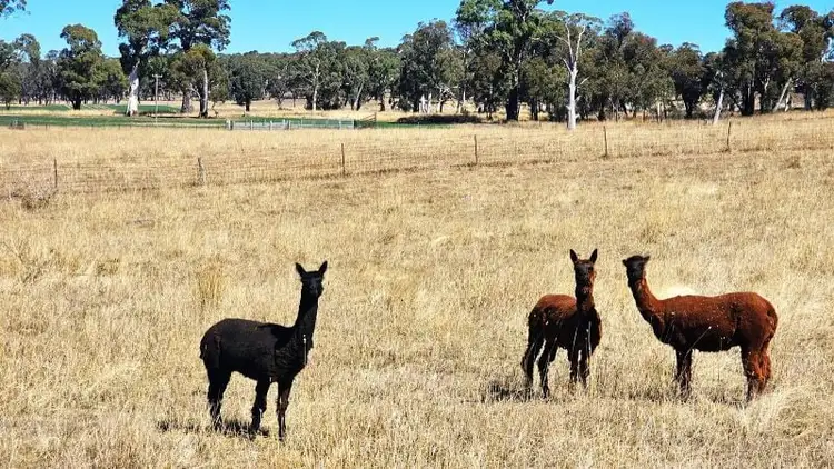 Third view of Homely rural property listing, 70 Sunset Hills Road, Neville NSW 2799
