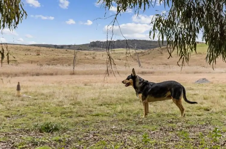 Sixth view of Homely rural property listing, 2102 Kiowarrah Road, Bevendale NSW 2581