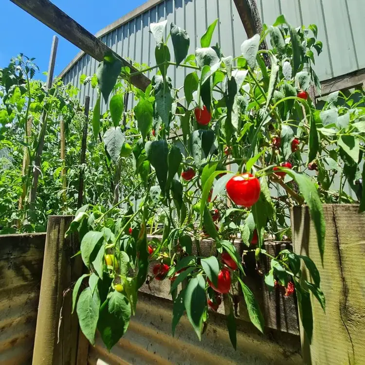 Third view of Homely rural property listing, 46 North Moto Road, Jones Island NSW 2430