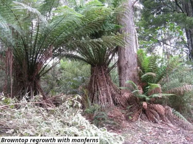 Fifth view of Homely land listing, 755 Lottah Road, Lottah TAS 7216