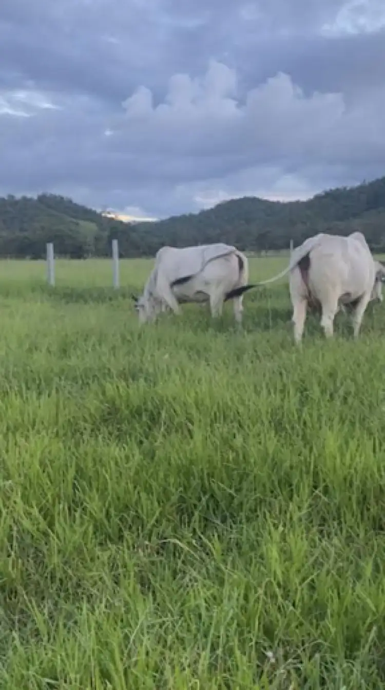 Sixth view of Homely rural property listing, 104 Mount Ossa Seaforth Road, Mount Ossa QLD 4741