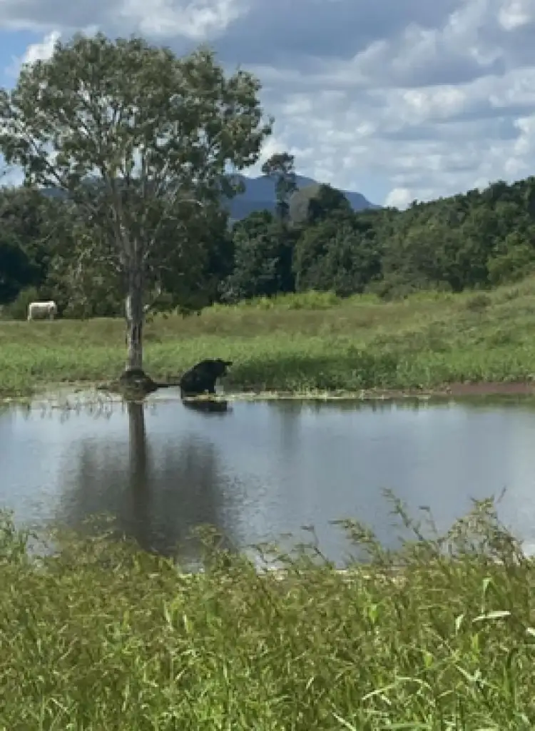 Seventh view of Homely rural property listing, 104 Mount Ossa Seaforth Road, Mount Ossa QLD 4741