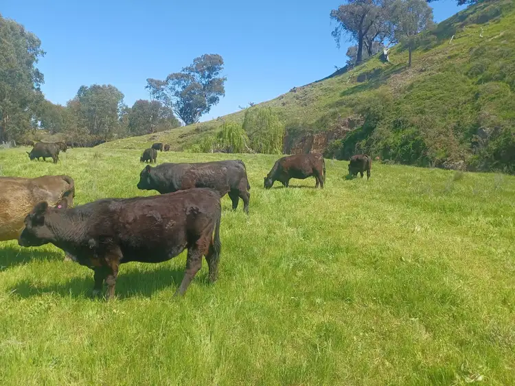 Fifth view of Homely rural property listing, 3924 Hume Highway, Tarcutta NSW 2652