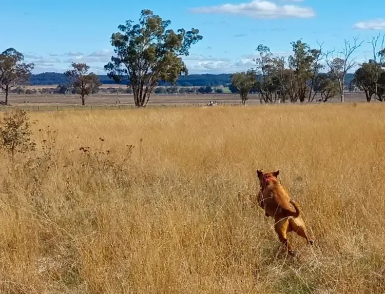 Second view of Homely rural property listing, 14317 Golden Highway, Dunedoo NSW 2844
