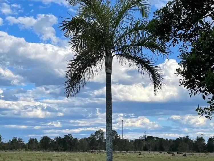 Main view of Homely rural property listing, Lot 176 Dodds Road, Chinderah NSW 2487