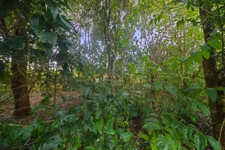 Third view of Homely land listing, 55 Jack Drive, Feluga QLD 4854