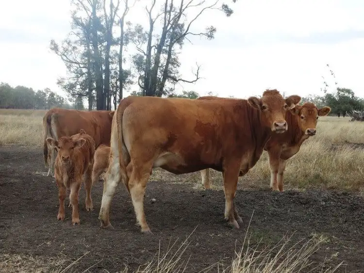 Fourth view of Homely rural property listing, Lot 66 Condamine Highway, Condamine QLD 4416