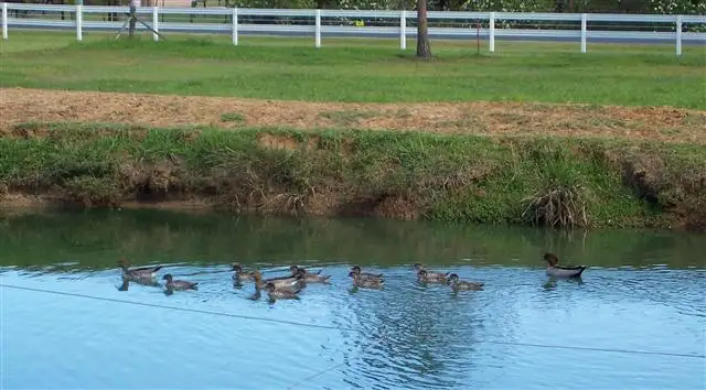 Fourth view of Homely rural property listing, 2 Breadsell Drive, Caboolture QLD 4510