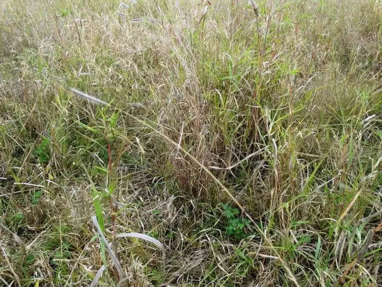 Seventh view of Homely rural property listing, 118 Barkers Road, Chinchilla QLD 4413