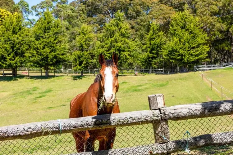 Fourth view of Homely rural property listing, 81 Old Highway, Narooma NSW 2546