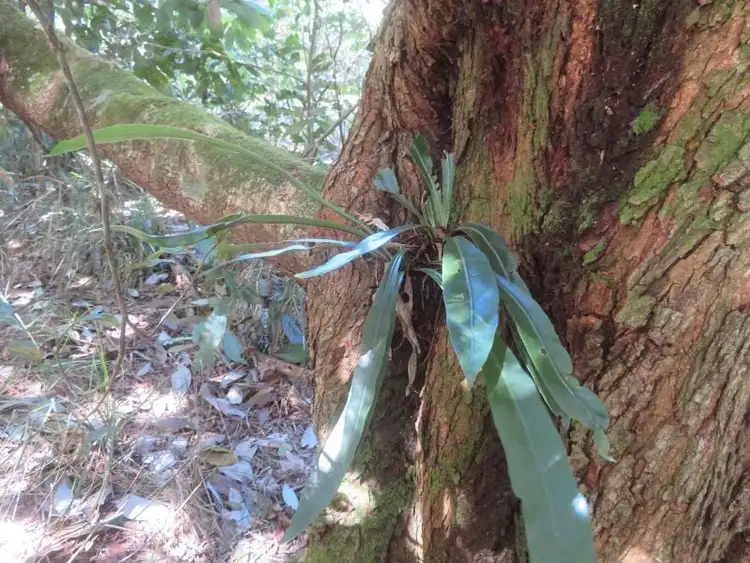 Seventh view of Homely house listing, 135 Ross Road, Evelyn QLD 4888