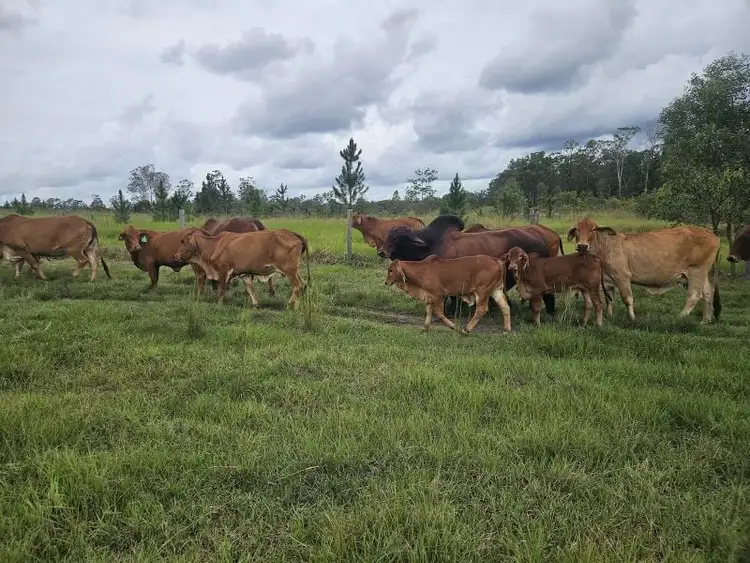 Fifth view of Homely rural property listing, 129 Davis Road, Bauple Forest QLD 4650