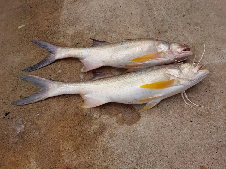 Fourth view of Homely rural property listing, 381 Beaver Rock Road, Beaver Rock QLD 4650