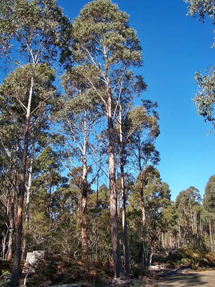 Fourth view of Homely land listing, Lot 1 Calders Gully Road, Mangana TAS 7214
