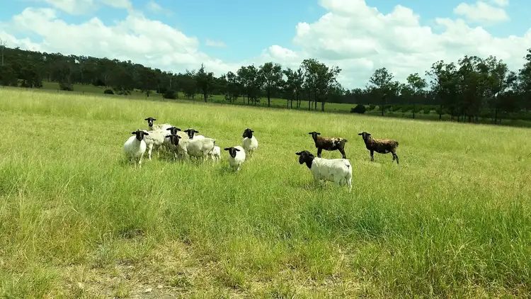 Third view of Homely rural property listing, 519 Munbilla Road, Munbilla QLD 4309