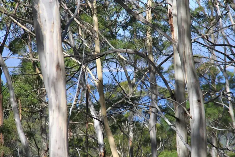 Second view of Homely land listing, 140 Oxleys Road, Kettering TAS 7155