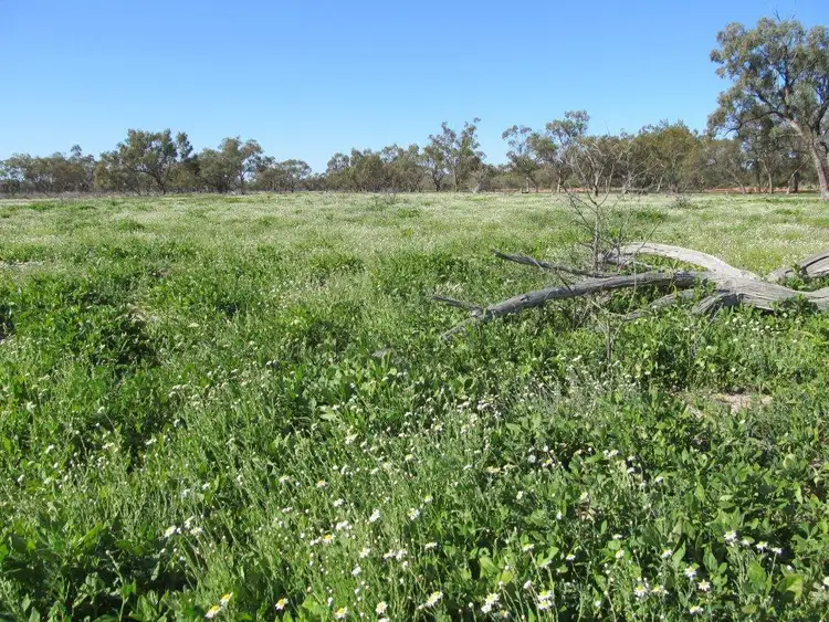 Main view of Homely rural property listing, - Corella, Bourke NSW 2840