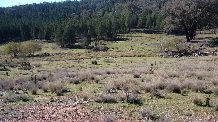 Third view of Homely rural property listing, 655 Monaghans Rd, Manildra NSW 2865