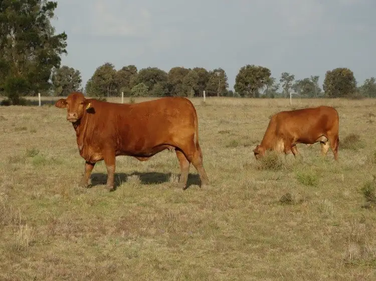 Main view of Homely rural property listing, 1280 Acres A Grahams Road, Chinchilla QLD 4413