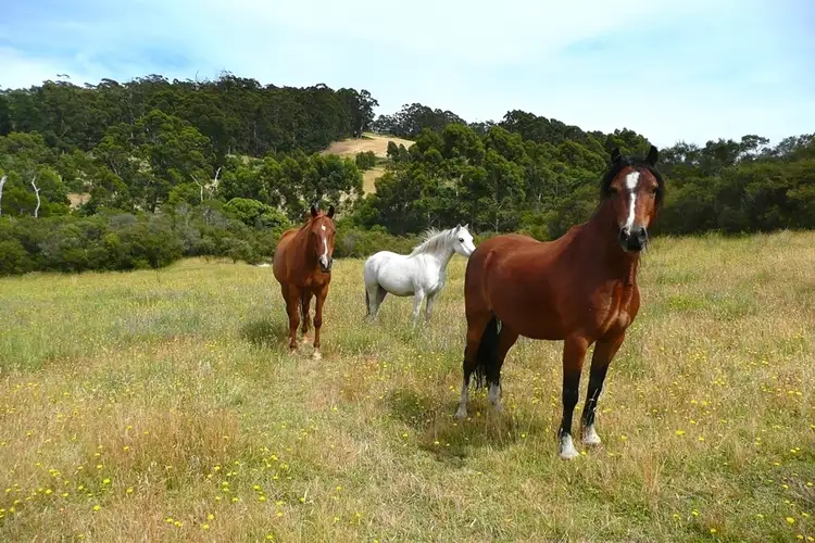 Fifth view of Homely rural property listing, 1517 South Coast Hwy, Denmark WA 6333
