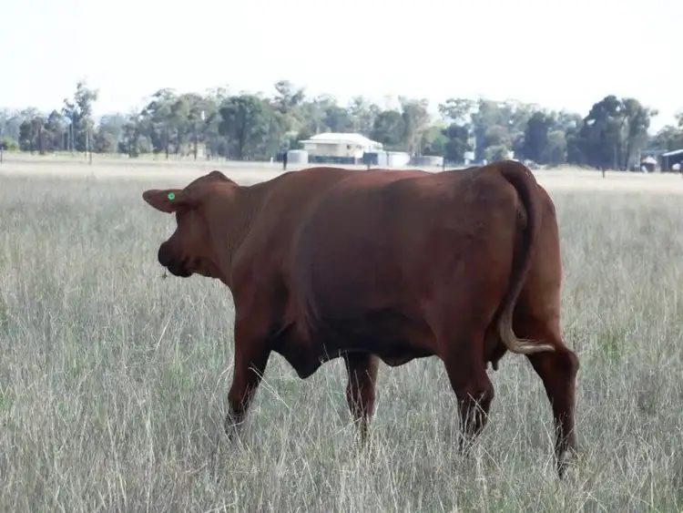 Fifth view of Homely rural property listing, . Greenacres 891 ACRES, Chinchilla QLD 4413