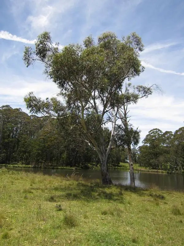 9807 Thunderbolts Way, Nowendoc NSW 2354