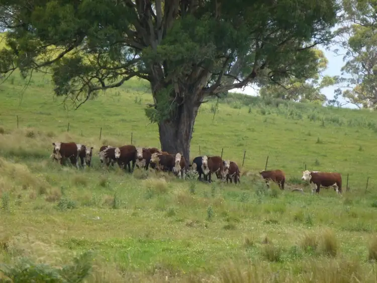 Third view of Homely rural property listing, 580 Hell Hole Road, Nowendoc NSW 2354