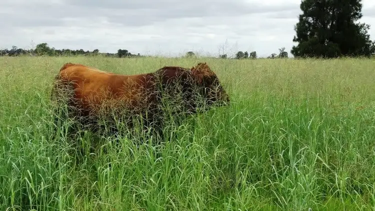 Sixth view of Homely rural property listing, Rangeview 639 Acres, Chinchilla QLD 4413