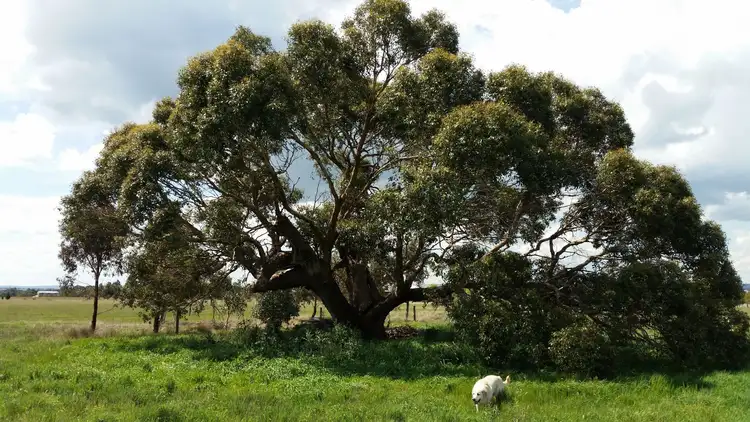 Third view of Homely land listing, 128 Tom Jones Rd, Ross Creek VIC 3351