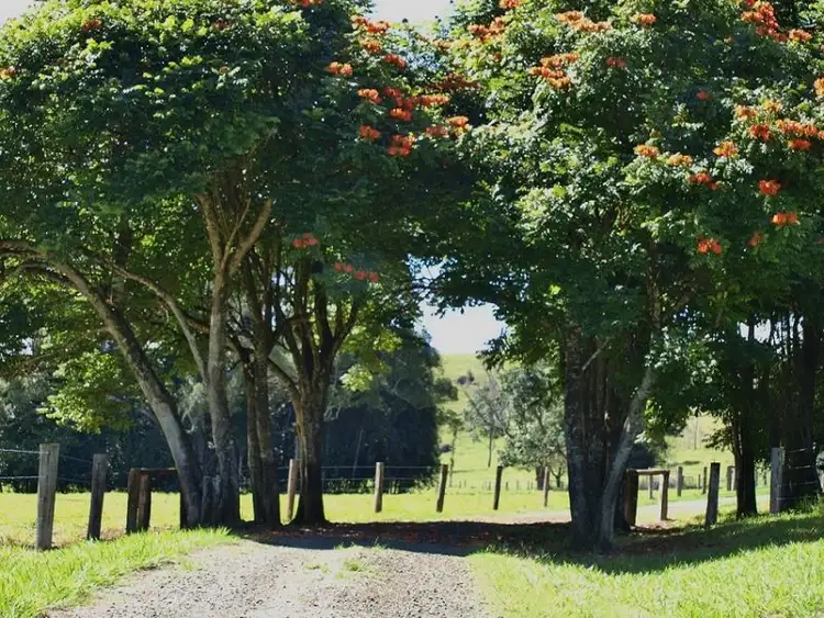 Second view of Homely rural property listing, 601 Old Palmerston Hwy, Millaa Millaa QLD 4886