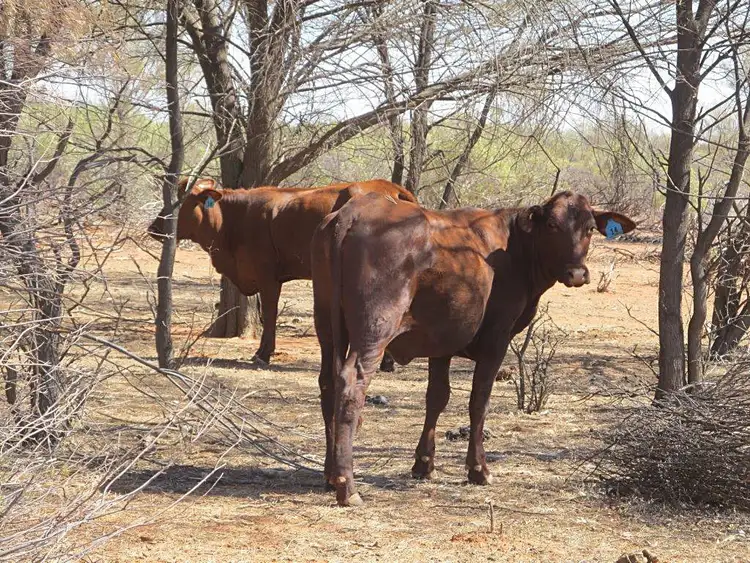 Fifth view of Homely rural property listing, . Berawinnia Downs, Bourke NSW 2840