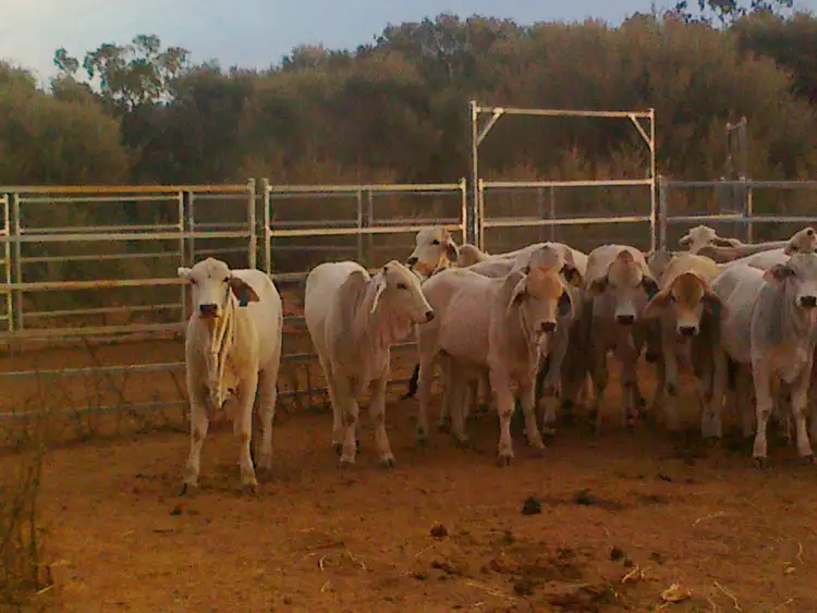 Fourth view of Homely rural property listing, 17192 Blackall Adavale Road, Adavale QLD 4474