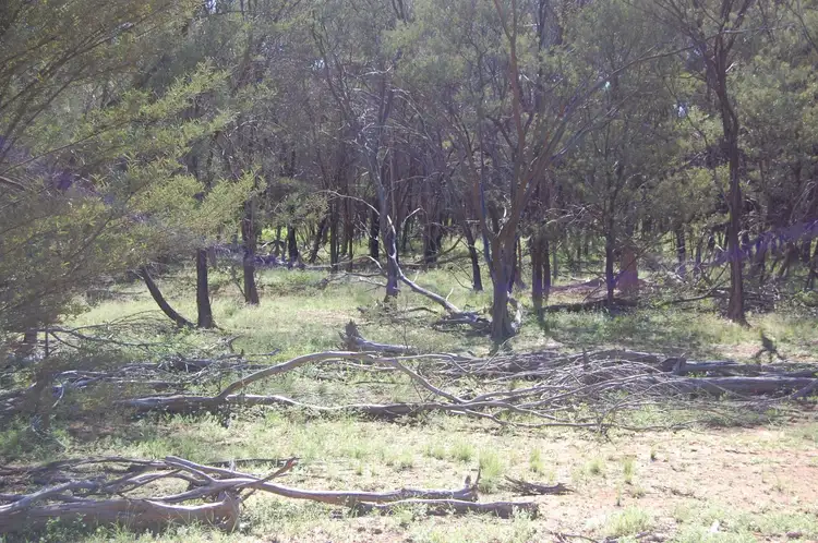 Fifth view of Homely rural property listing, 17192 Blackall Adavale Road, Adavale QLD 4474