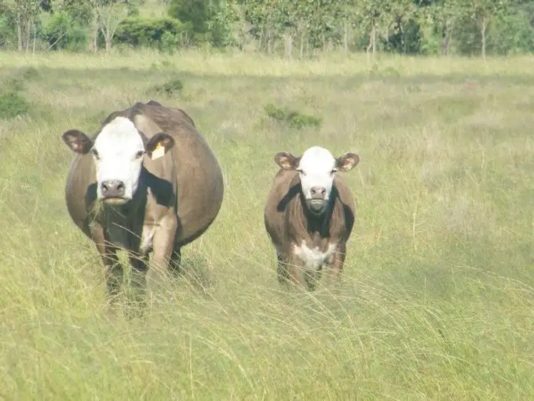 Second view of Homely rural property listing, 598 Bullrush-Billabong Road, Miles QLD 4415