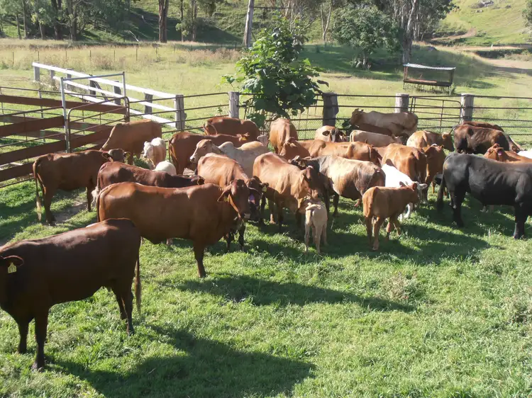 Fourth view of Homely rural property listing, "Coglan"/3108 Limbri road, Weabonga NSW 2340