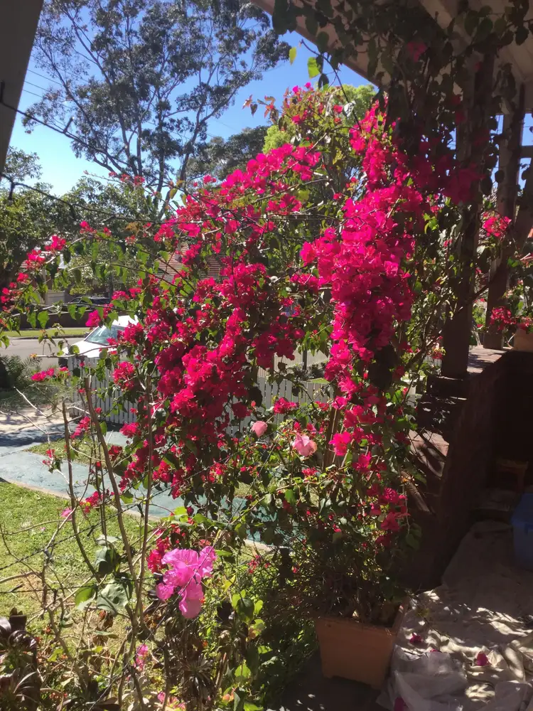 Fifth view of Homely house listing, 12 Turner Avenue, Haberfield NSW 2045