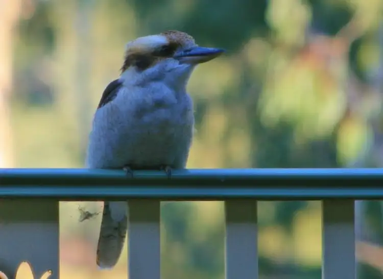 Seventh view of Homely house listing, 7 Piggin Court, Corowa NSW 2646