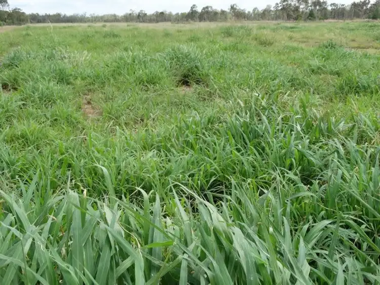 Second view of Homely rural property listing, 290 ACRES - Crystal Creek Road, Kogan QLD 4406